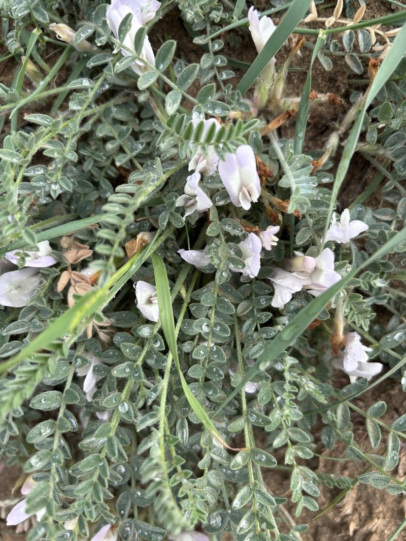 Astragalus humilis photo 3