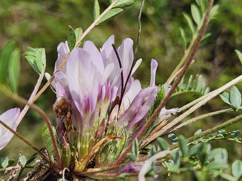 Astragalus humilis photo 4