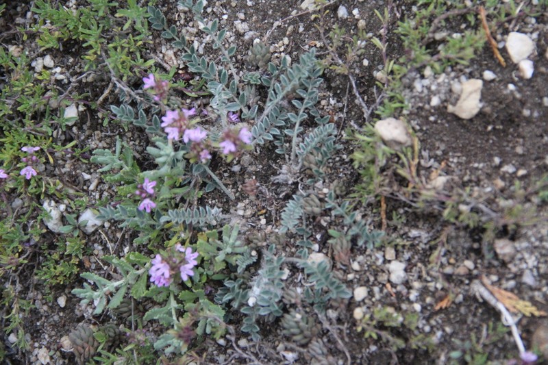Astragalus humilis photo 5