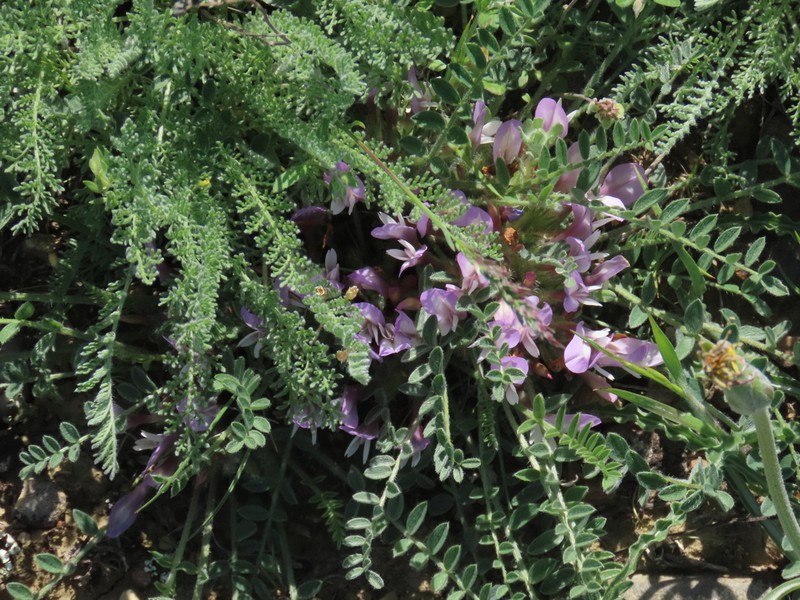 Astragalus humilis photo 6
