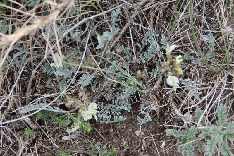 Astragalus humilis photo 7
