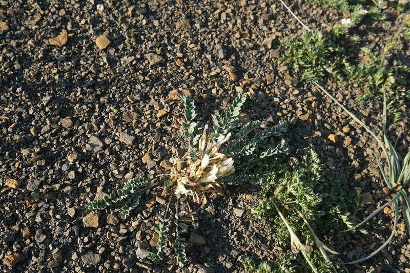 Astragalus humilis photo 8