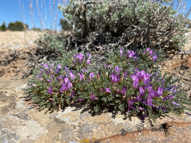 Mancos Milkvetch photo 3