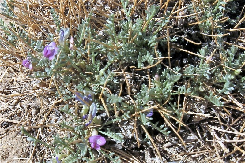 Mancos Milkvetch photo 4