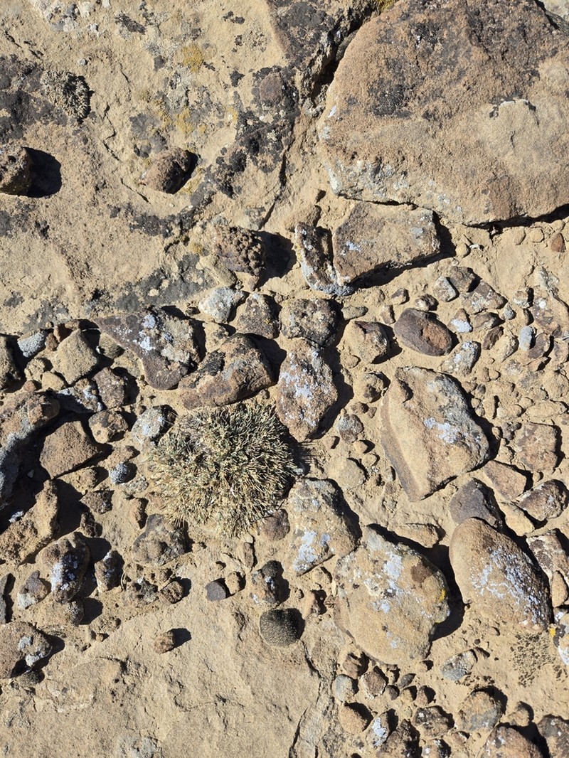 Mancos Milkvetch photo 5