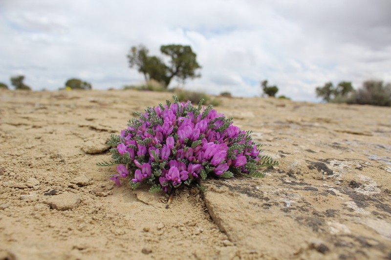 Mancos Milkvetch photo 7