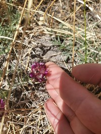 Groundcover Milkvetch