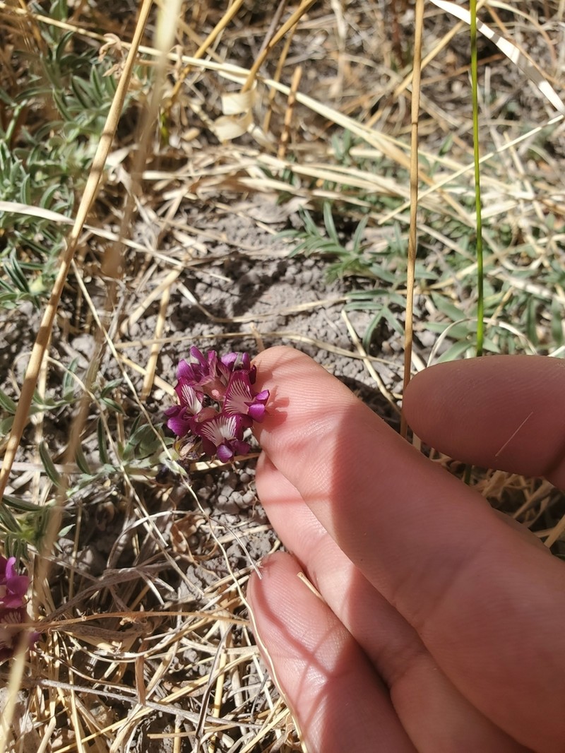 Groundcover Milkvetch