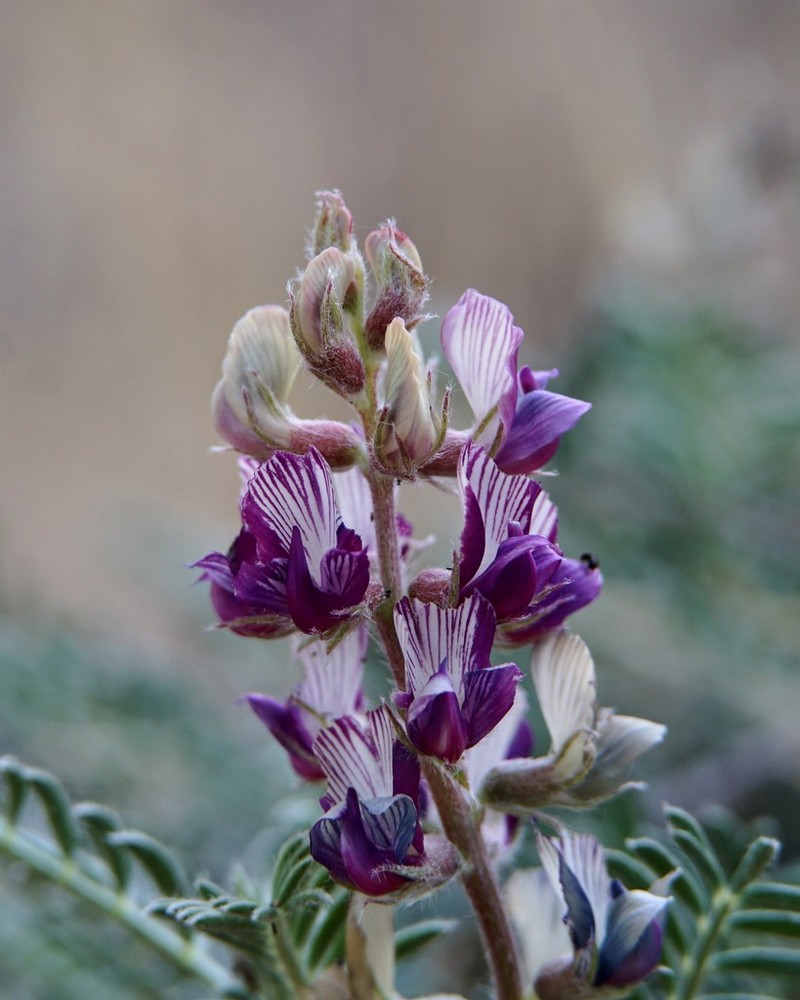 Groundcover Milkvetch photo 2