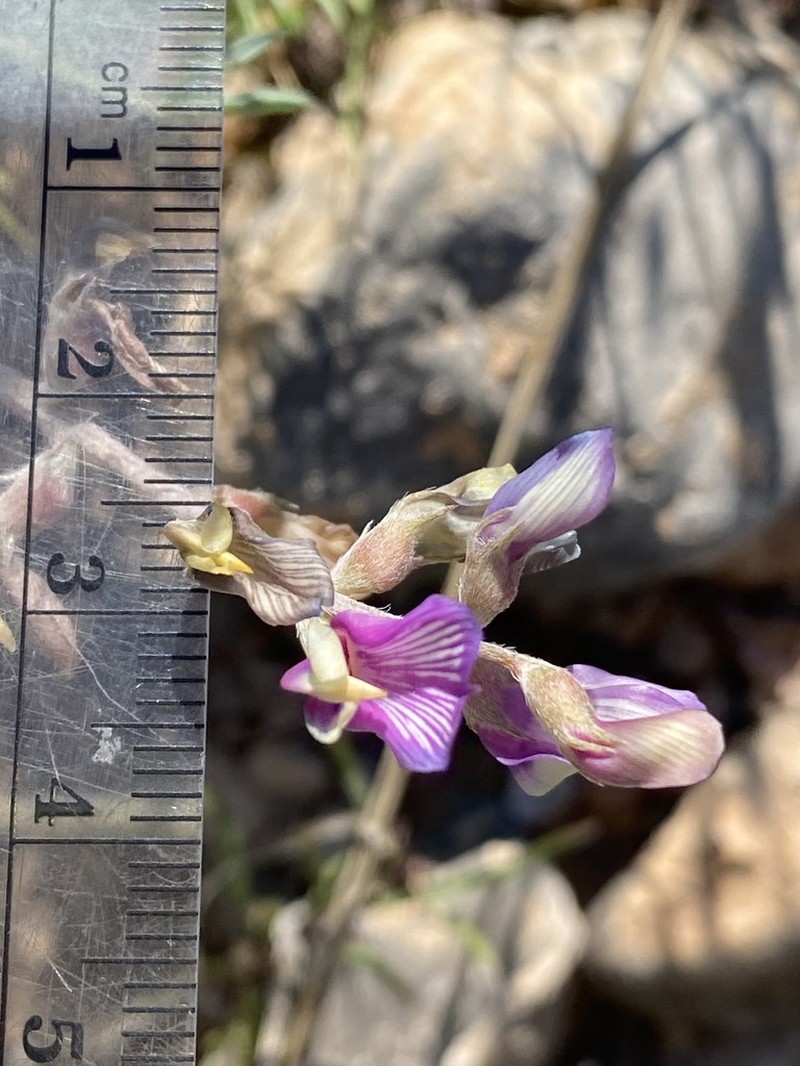 Groundcover Milkvetch photo 3