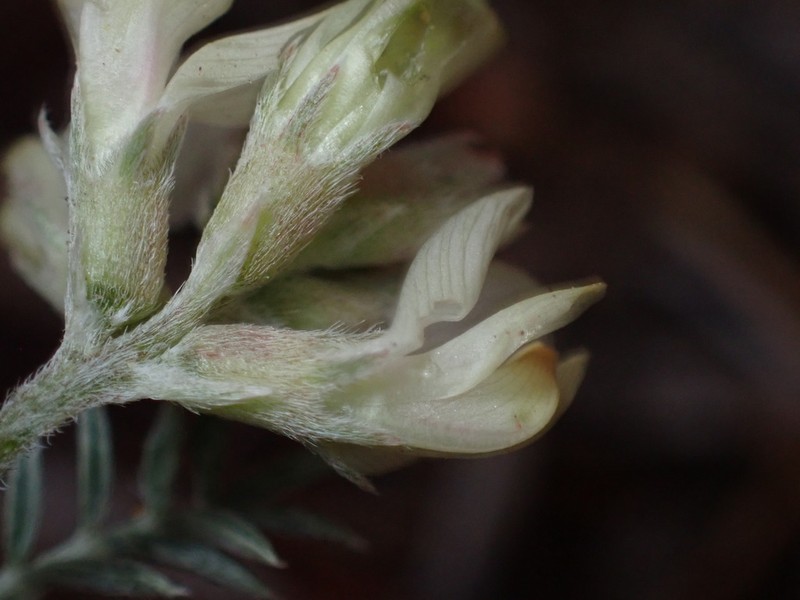 Groundcover Milkvetch photo 4