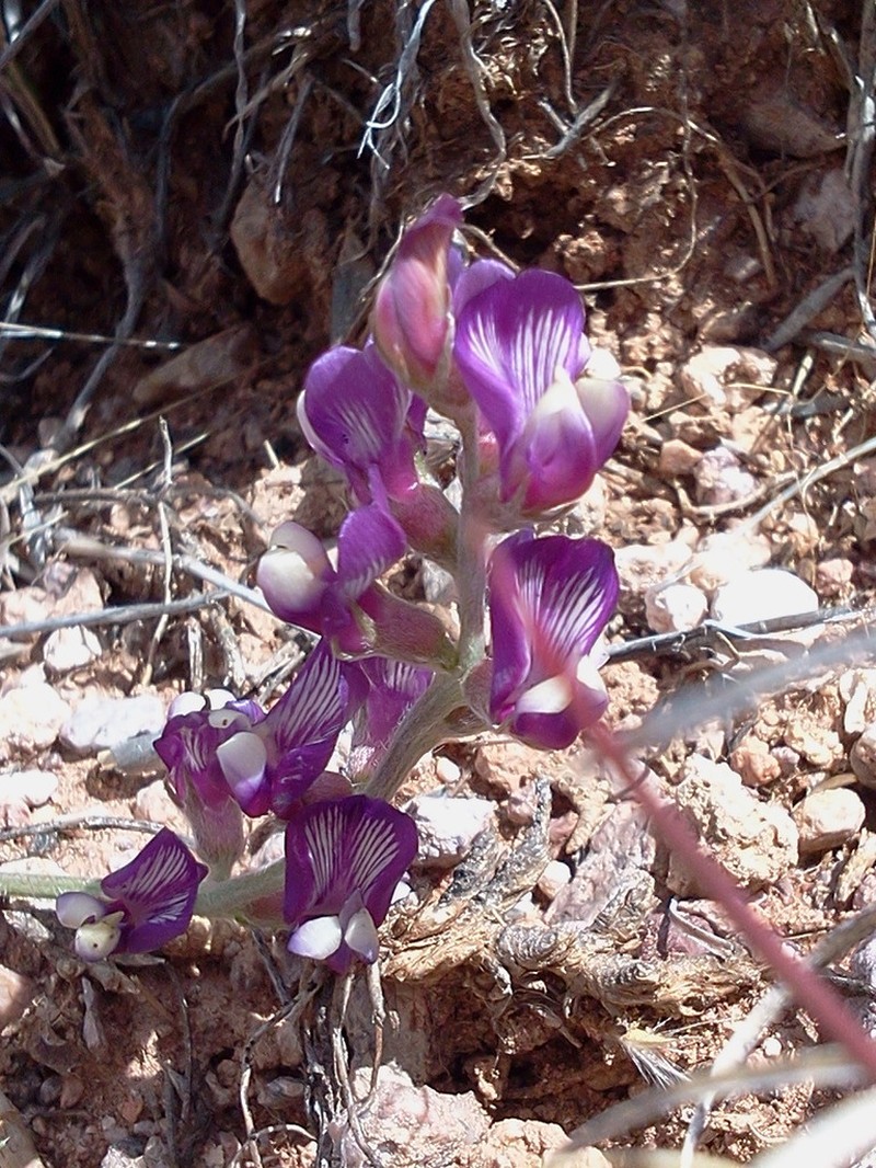 Groundcover Milkvetch photo 5