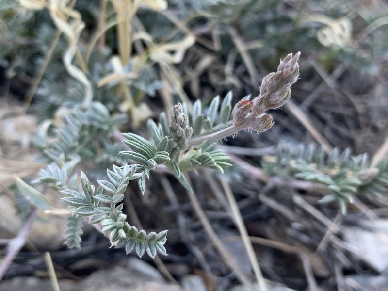 Groundcover Milkvetch photo 6
