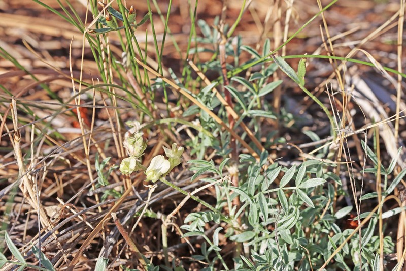 Groundcover Milkvetch photo 7