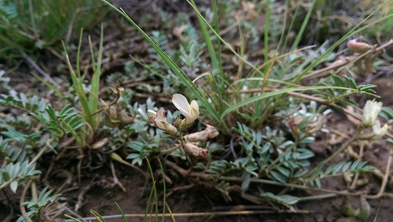 Groundcover Milkvetch photo 8
