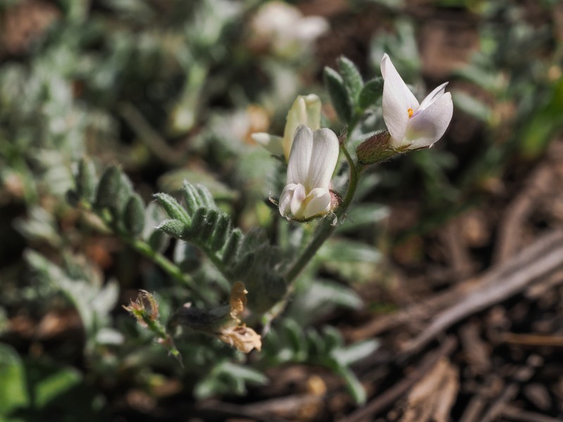 Astragalus humistratus var. crispulus