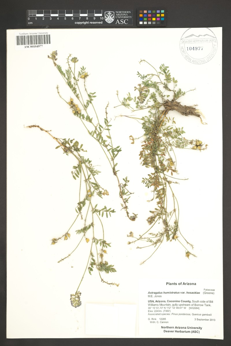 Astragalus humistratus var. hosackiae photo 3