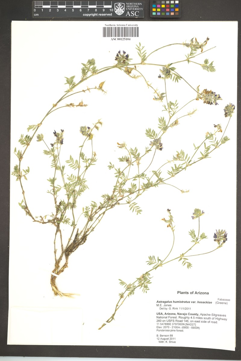 Astragalus humistratus var. hosackiae photo 4