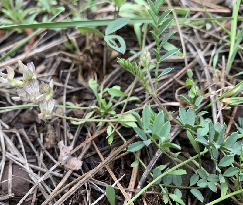 Astragalus humistratus var. hosackiae