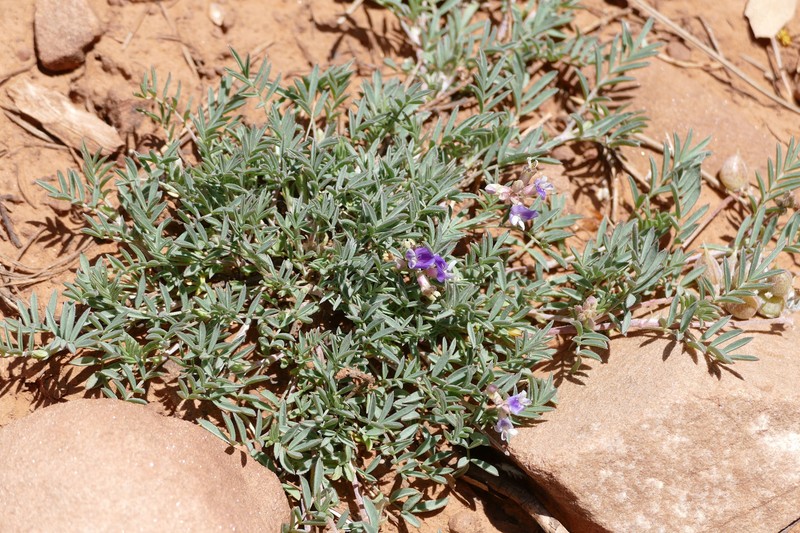 Astragalus humistratus var. hosackiae photo 2