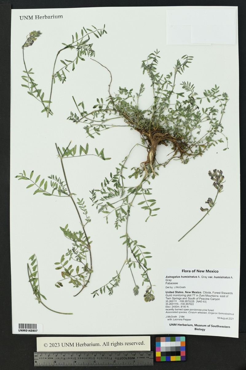 Astragalus humistratus var. humistratus photo 4