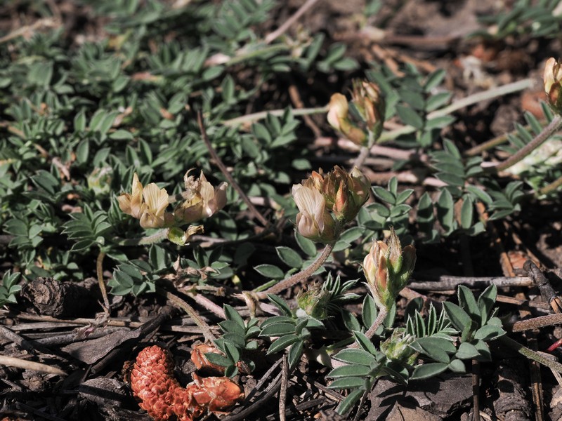 Astragalus humistratus var. humistratus