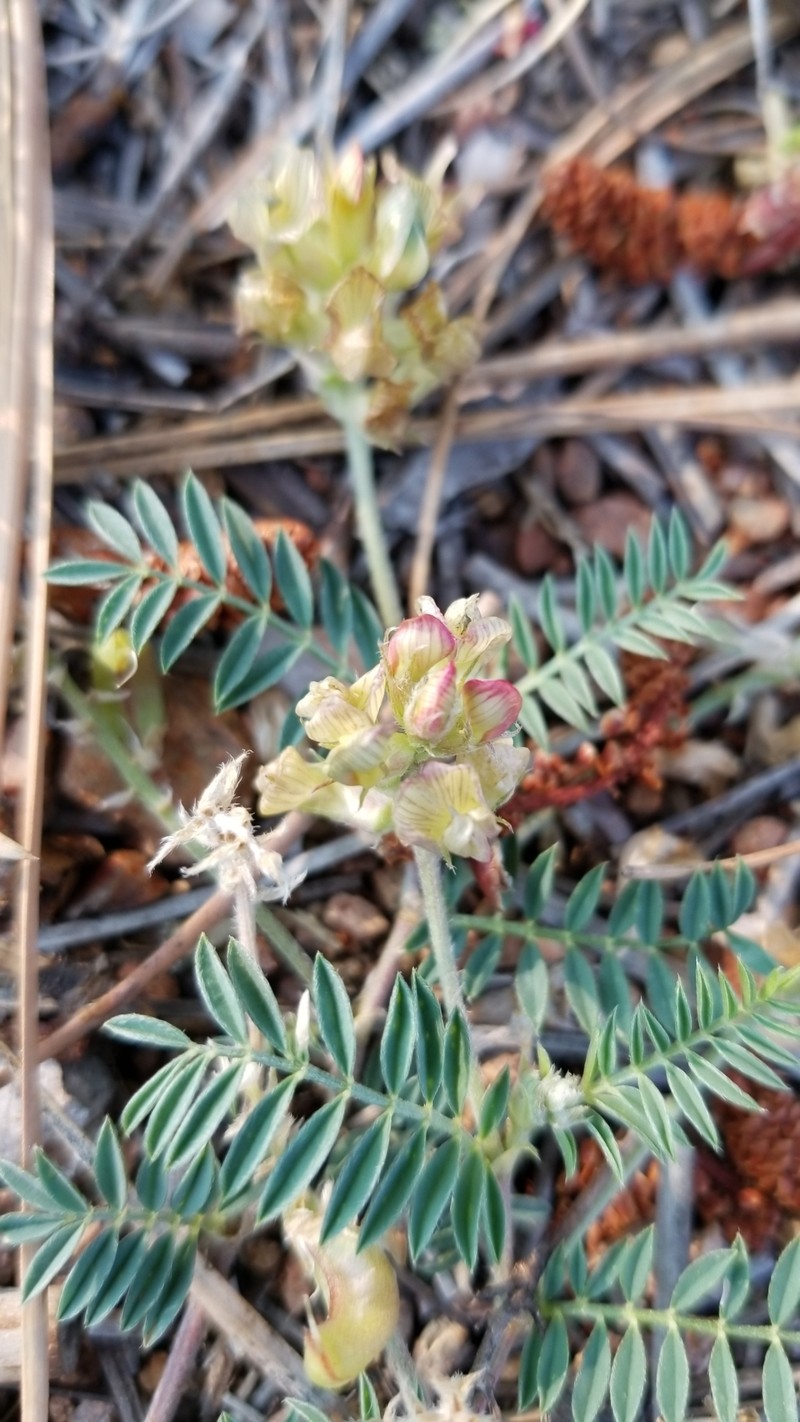 Astragalus humistratus var. humistratus photo 2