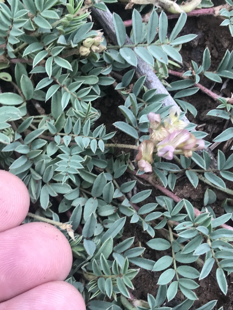 Astragalus humistratus var. humistratus photo 3