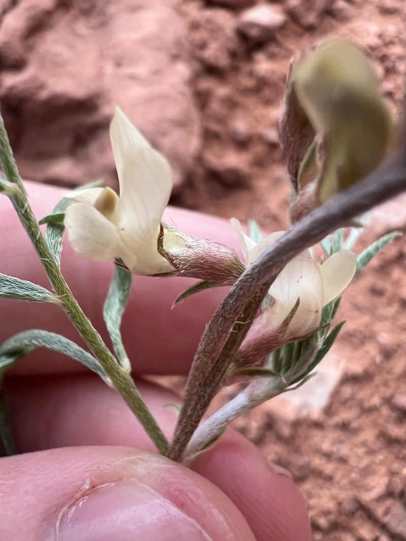 Astragalus humistratus var. humivagans photo 2