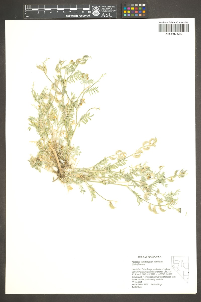 Astragalus humistratus var. humivagans photo 4
