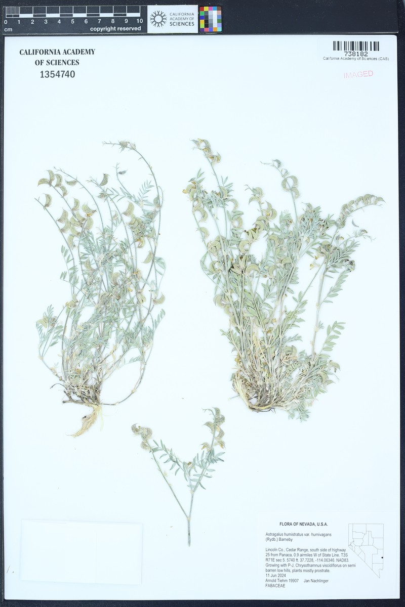 Astragalus humistratus var. humivagans