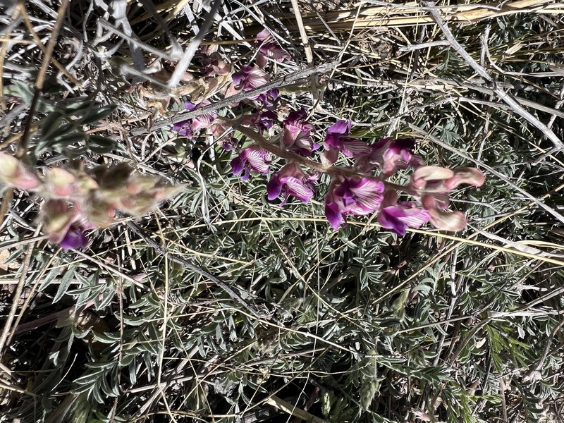 Astragalus humistratus var. sonorae