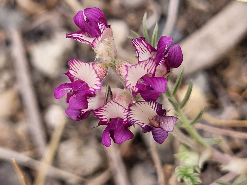 Astragalus humistratus var. sonorae photo 2