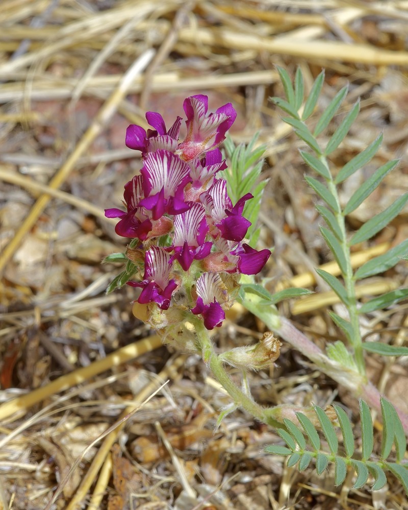 Astragalus humistratus var. sonorae photo 3
