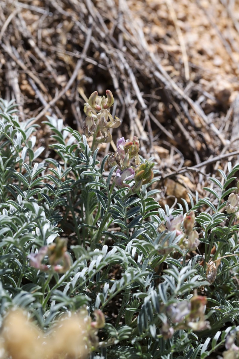 Astragalus humistratus var. sonorae photo 4