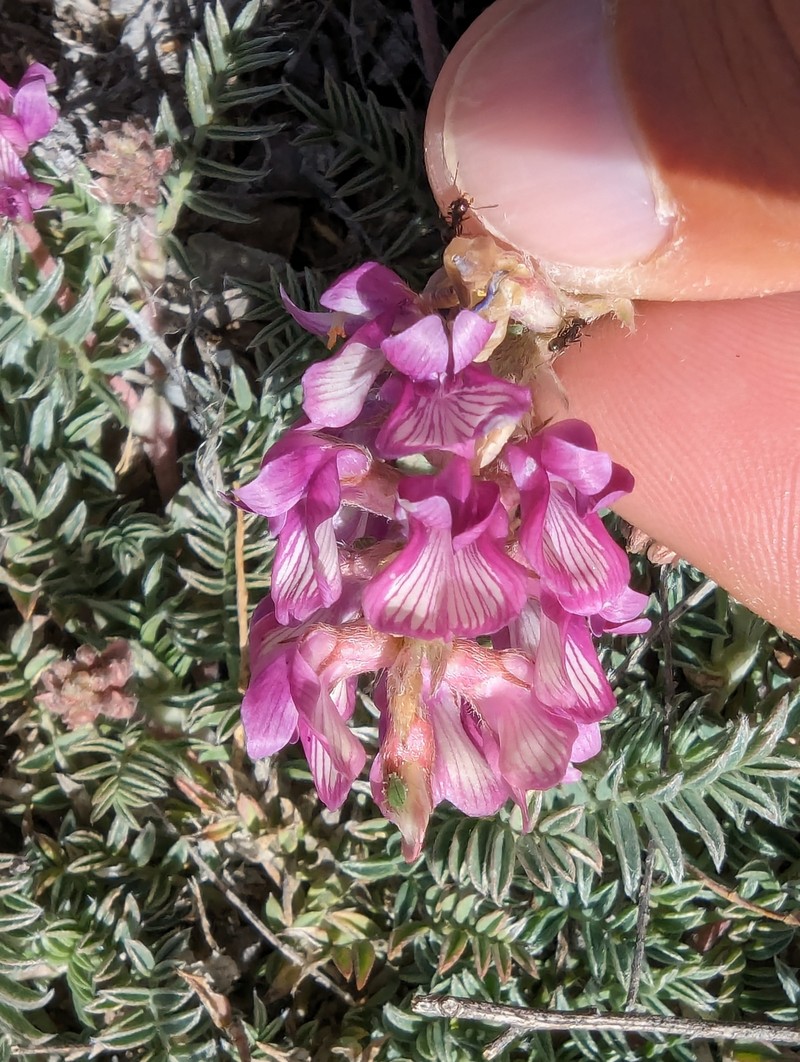Astragalus humistratus var. sonorae photo 5