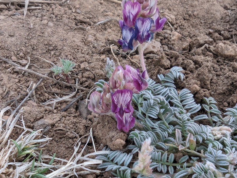 Astragalus humistratus var. sonorae photo 6