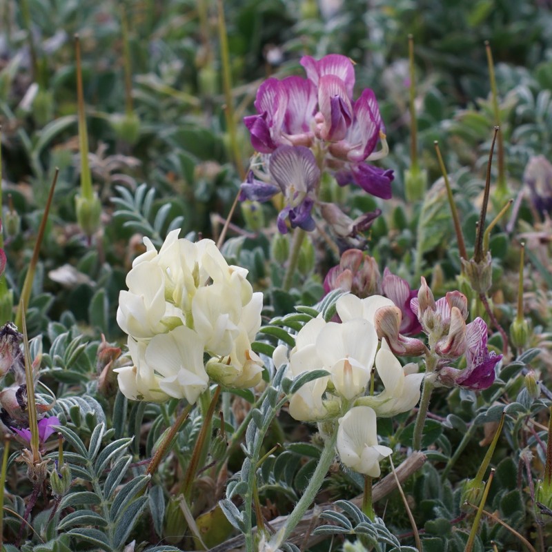 Astragalus humistratus var. sonorae photo 7
