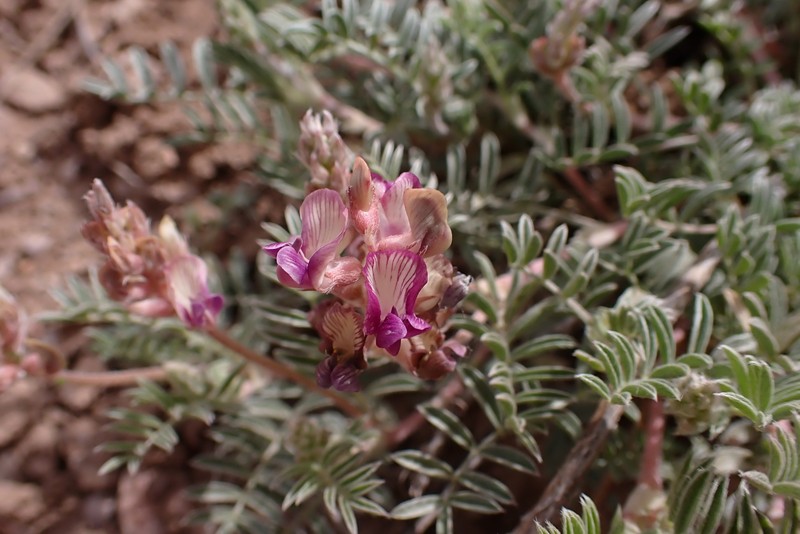 Astragalus humistratus var. sonorae photo 8