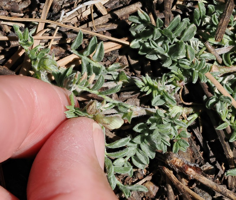 Astragalus humistratus var. tenerrimus