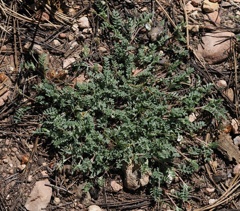 Astragalus humistratus var. tenerrimus photo 2