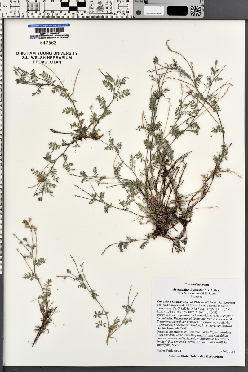Astragalus humistratus var. tenerrimus photo 3
