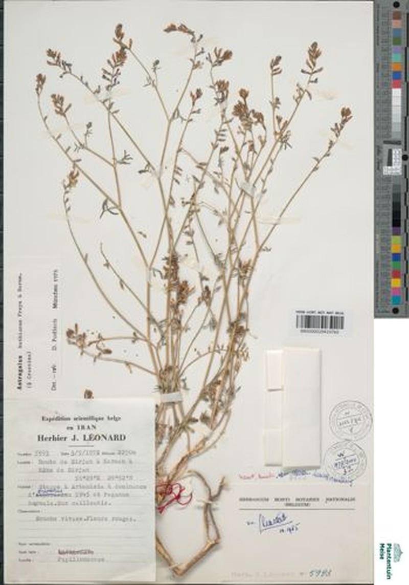 Astragalus huthianus