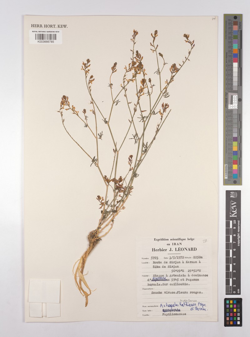 Astragalus huthianus photo 2