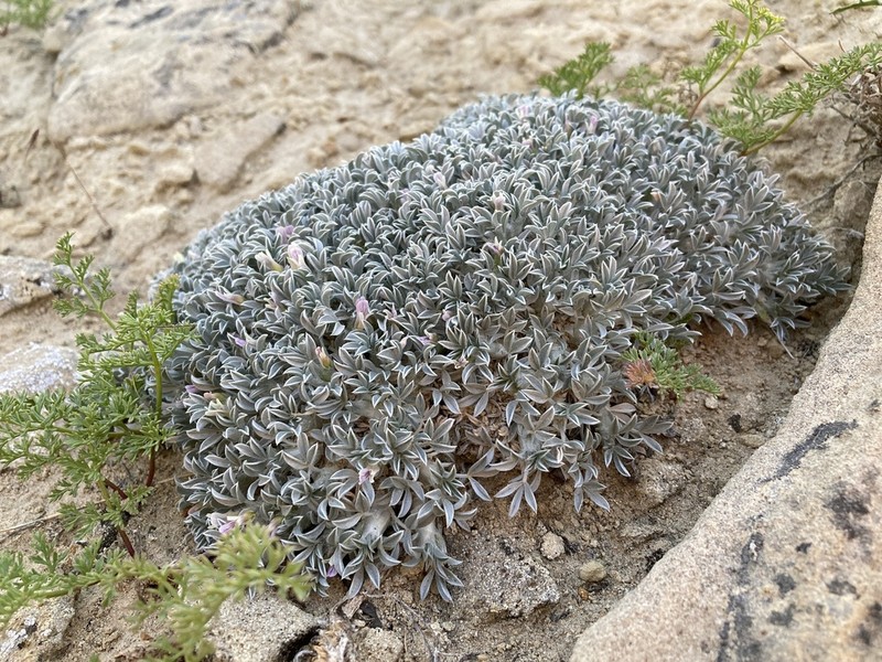 Summer Milkvetch