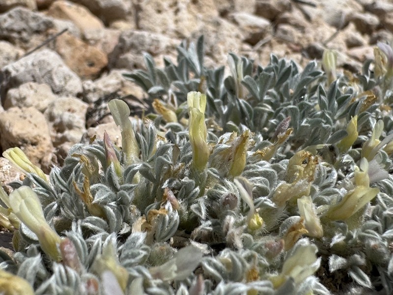 Summer Milkvetch photo 4