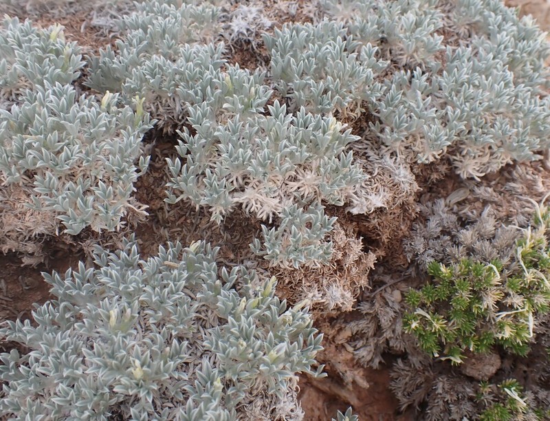 Summer Milkvetch photo 5