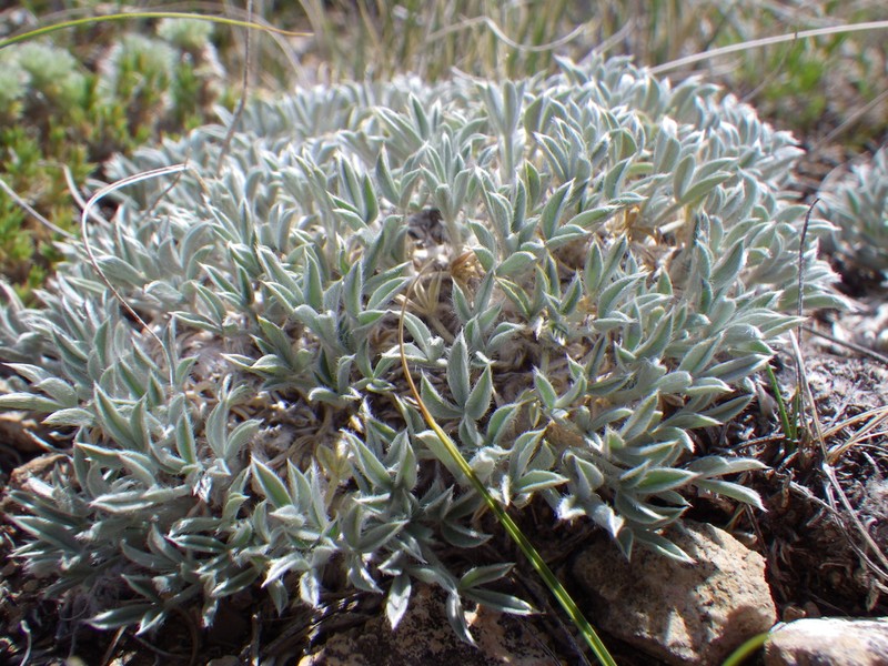 Summer Milkvetch photo 8