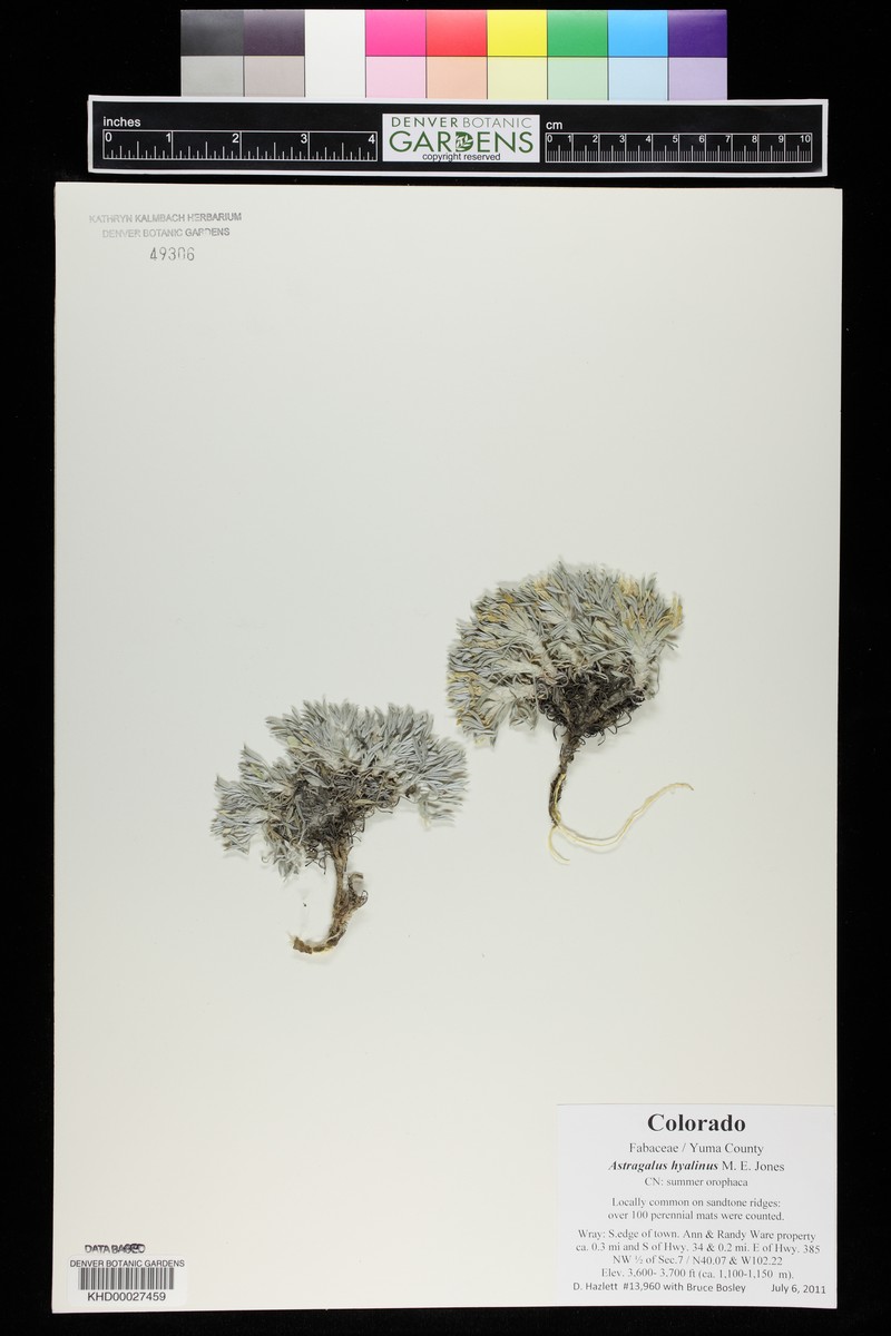 Astragalus hyalinus var. hyalinus