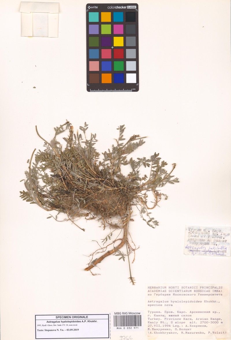 Astragalus hyalolepidoides